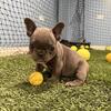 French bulldog Grinch bloodline