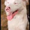 Double Merle Australian shepherds * responsible breeding and buying awareness