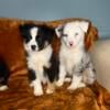 Australian shepherd akc registered 