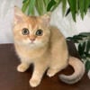 British Shorthair Golden  Female