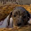 Miniature dachshunds
