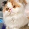 Female Calico Cat for Show/Breeding in CFA