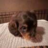 Miniature dachshund puppy