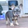 Male frenchie for sale