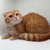 Scottish Fold Male Red color 7 months old