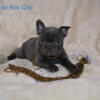 AKC blue and lilac puppies available - full registration
