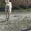 Anatolian puppies avalible (gainvile ,orlando area)