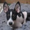 Rat terrier puppy registered