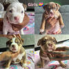 6Week Old American Bully Puppies