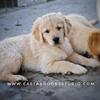 Adorable AKC Golden Retriever Puppies