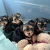 Yorkie puppys ready now !