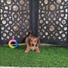 Bunny Darling ACA Red/black Mini Dachshund Puppy