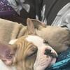 Pedigree French Bulldog puppies
