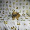 Morkie Puppies Females