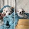 Maltese Puppies Ready Oct. 4th 2024