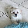 Rehoming puppies 
