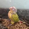 Pineapple conure 