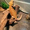 Bearded dragons