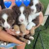 AKC/ASDR Aussie puppies 