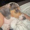 Miniature Dachshund 