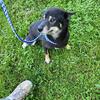 Shiba inu''s Adults 1 male and several females 