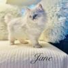 Mr. Darcy & Jane remaining. Blue eyed Persian