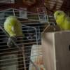 Pretty little pair of parrotlets