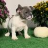 French Bulldog Puppies