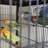 Lovebird pairs available