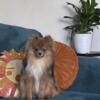 Sweet Male Pomeranian Puppy in need of a good home