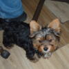 Yorkie Puppies~In Home Puppies House broke. Tons of Rich Thick Hair  Registered
