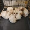 F1bb mini goldendoodles