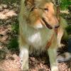 Collie Female 22 months old