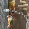 Green Cheek Conures Young 