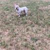 White French Bulldog for Stud