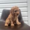 Amazing toy poodle male  a charm