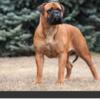 Parents are AKC registered pure breed bullmastiff puppies available