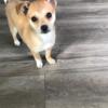 Pomchi Mix For Sale! Silver Spring, MD Area