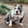 American bully pocket female