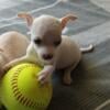 Beautiful Chihuahua puppies