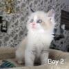 Ragdoll kitten boy 2