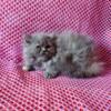 Purebred Persian  Girl - Ready to go