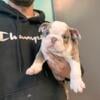 4 female and 2 male English bulldog puppies