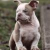 Exclusive Micro Exotic Bully Pups Ready To Go Home