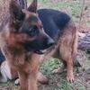 AkC German Shepherd import PROVEN AVAILABLE