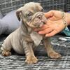 AKC ENGLISH BULLDOG PUPPIES