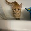 Rehoming Orange Female Cat