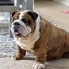 English Bulldog