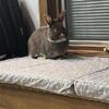 RABBIT FOR SALE- Chocolate Otter Buck with accessories