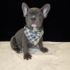 AKC registered 18 Weeks Solid Blue Male French Bulldog  Charlotte NC